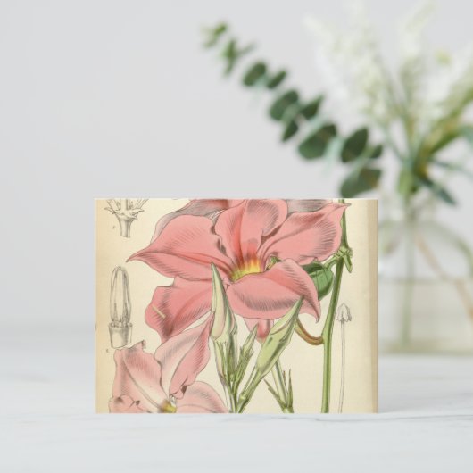 Mandevilla martiana briefkaart (Staand voorkant)