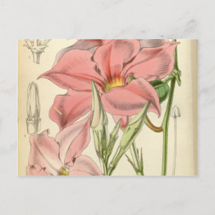 Mandevilla martiana briefkaart