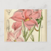 Mandevilla martiana briefkaart (Voorkant)