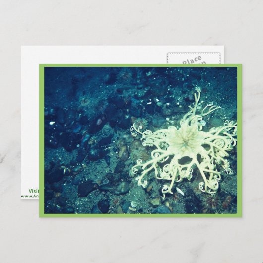 mandje briefkaart (Voorkant / Achterkant)