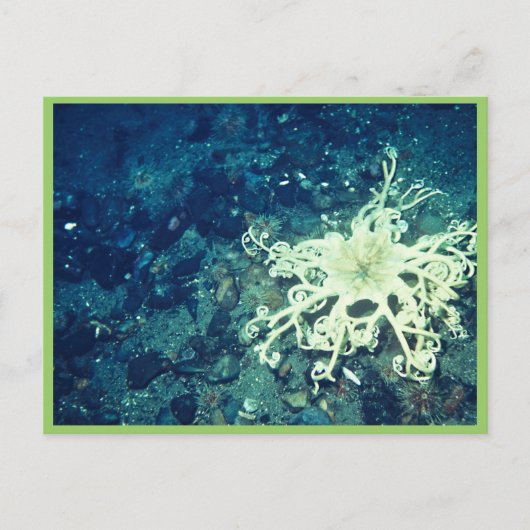 mandje briefkaart (Voorkant)