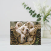 mandje vol puppies briefkaart (Staand voorkant)