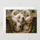 mandje vol puppies briefkaart (Voorkant / Achterkant)