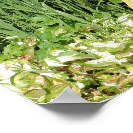 Mandolin en Iris Flower Garden Poster (Hoek)