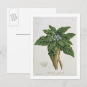 Mandragora Officinarum uit 'Phytographie Medicale' Briefkaart (Voorkant / Achterkant)