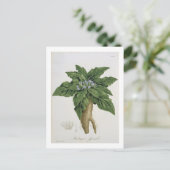 Mandragora Officinarum uit 'Phytographie Medicale' Briefkaart (Staand voorkant)