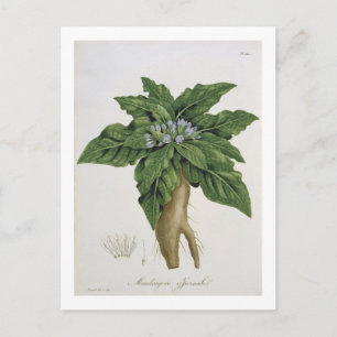 Mandragora Officinarum uit 'Phytographie Medicale' Briefkaart