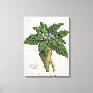 Mandragora Officinarum uit 'Phytographie Medicale' Canvas Afdruk