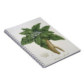 Mandragora Officinarum uit 'Phytographie Medicale' Notitieboek (Rechterzijde)