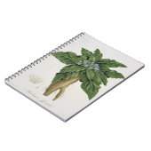 Mandragora Officinarum uit 'Phytographie Medicale' Notitieboek (Linkerzijde)