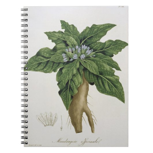 Mandragora Officinarum uit 'Phytographie Medicale' Notitieboek (Voorkant)