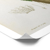 Mandragora Officinarum uit 'Phytographie Medicale' Poster (Hoek)