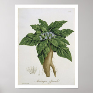 Mandragora Officinarum uit 'Phytographie Medicale' Poster