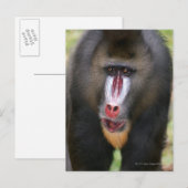 Mandril (Mandrillus sphinx) sluit af Briefkaart (Voorkant / Achterkant)