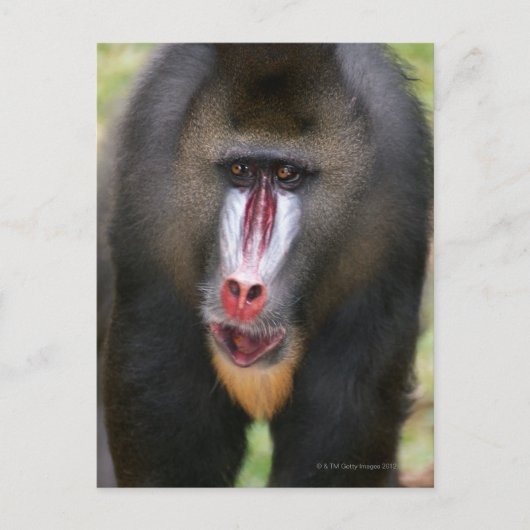 Mandril (Mandrillus sphinx) sluit af Briefkaart (Voorkant)