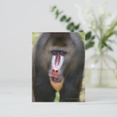 Mandril (Mandrillus sphinx) sluit af Briefkaart (Staand voorkant)
