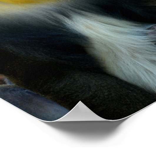 Mandril Poster (Hoek)