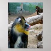 Mandril Poster (Voorkant)