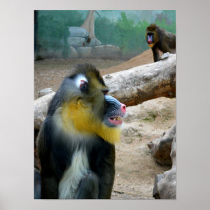 Mandril Poster