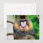 Mandrill 001 briefkaart (Voorkant / Achterkant)
