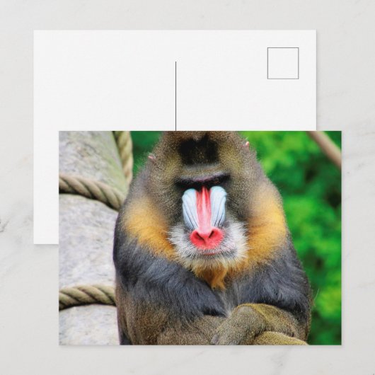 Mandrill 001 briefkaart (Voorkant / Achterkant)