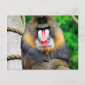 Mandrill 001 briefkaart (Voorkant)