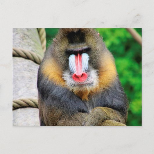 Mandrill 001 briefkaart (Voorkant)