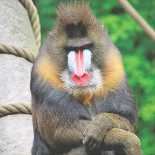Mandrill 001 sticker (Voorkant)