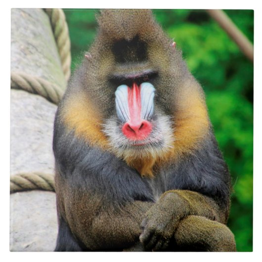 Mandrill 001 tegeltje (Voorkant)