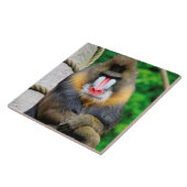 Mandrill 001 tegeltje (Zijkant)