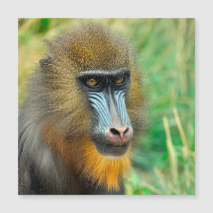 Mandrill 002