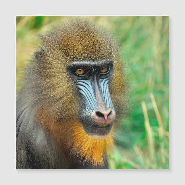 Mandrill 002 (Voorkant)
