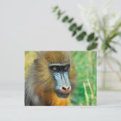 Mandrill 002 briefkaart (Staand voorkant)