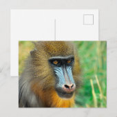 Mandrill 002 briefkaart (Voorkant / Achterkant)