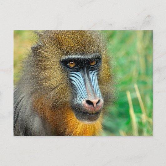 Mandrill 002 briefkaart (Voorkant)