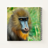 Mandrill 002 notitieboek (Achterkant)