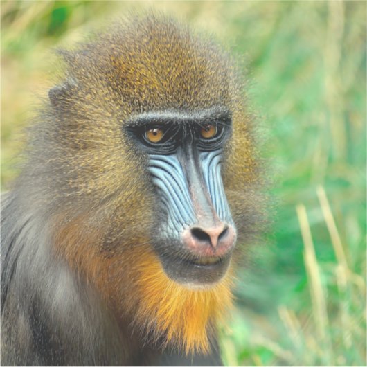 Mandrill 002 sticker (Voorkant)