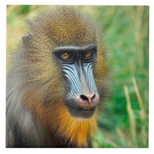 Mandrill 002 tegeltje (Voorkant)