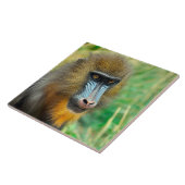 Mandrill 002 tegeltje (Zijkant)