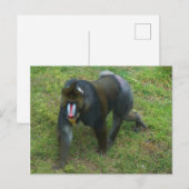 Mandrill #5 Briefkaart (Voorkant / Achterkant)