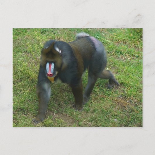 Mandrill #5 Briefkaart (Voorkant)
