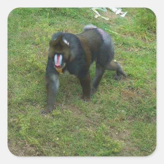 Mandrill #5 Sticker (Voorkant)
