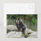 Mandrill #8 Briefkaart (Voorkant / Achterkant)