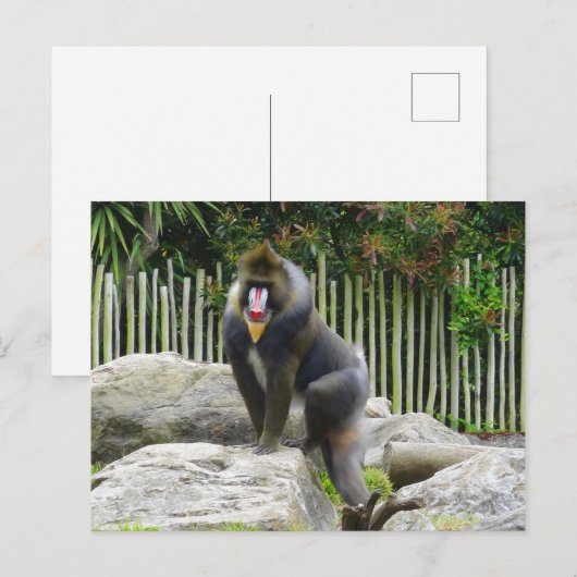 Mandrill #8 Briefkaart (Voorkant / Achterkant)