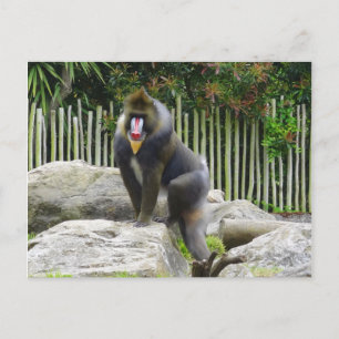 Mandrill #8 Briefkaart