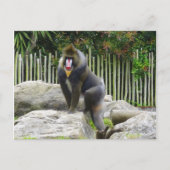 Mandrill #8 Briefkaart (Voorkant)