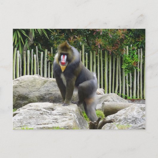 Mandrill #8 Briefkaart (Voorkant)