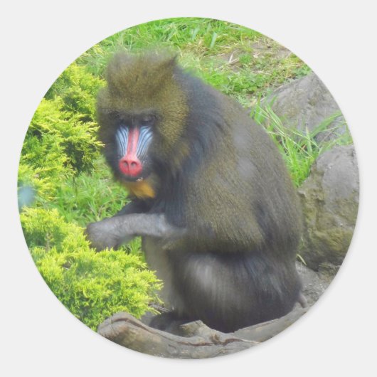 Mandrill #9 Sticker (Voorkant)