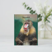 Mandrill, Afrikaanse aap Briefkaart (Staand voorkant)