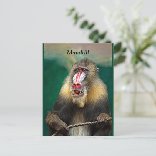 Mandrill, Afrikaanse aap Briefkaart (Staand voorkant)